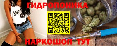 гашик Кингисепп